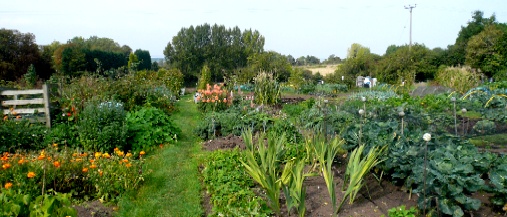 Flowers and vegetables growing on allotments